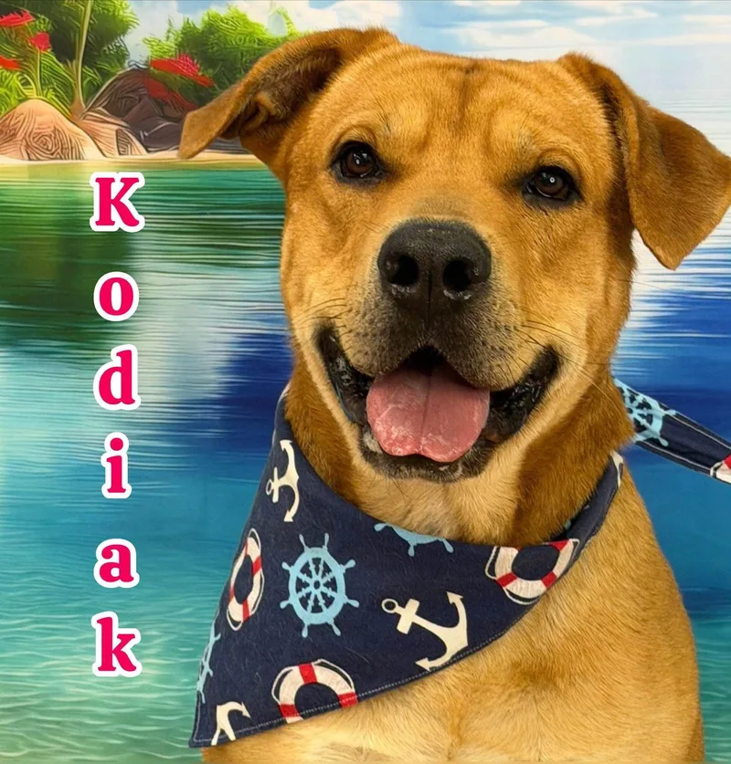 An adult large-sized male Yellow / Tan / Blond / Fawn Mixed Breed dog named Kodiak for adoption in Flint, MI
