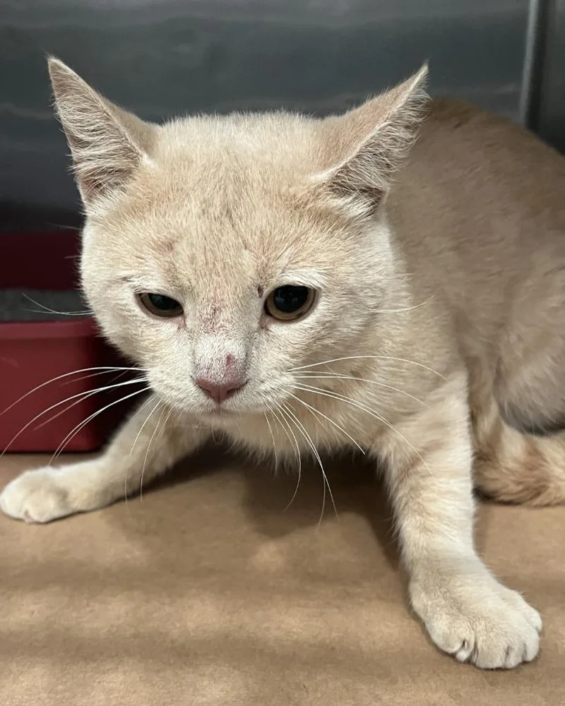 A young small-sized male Domestic Short Hair cat named Ludo for adoption in Cartersville , GA