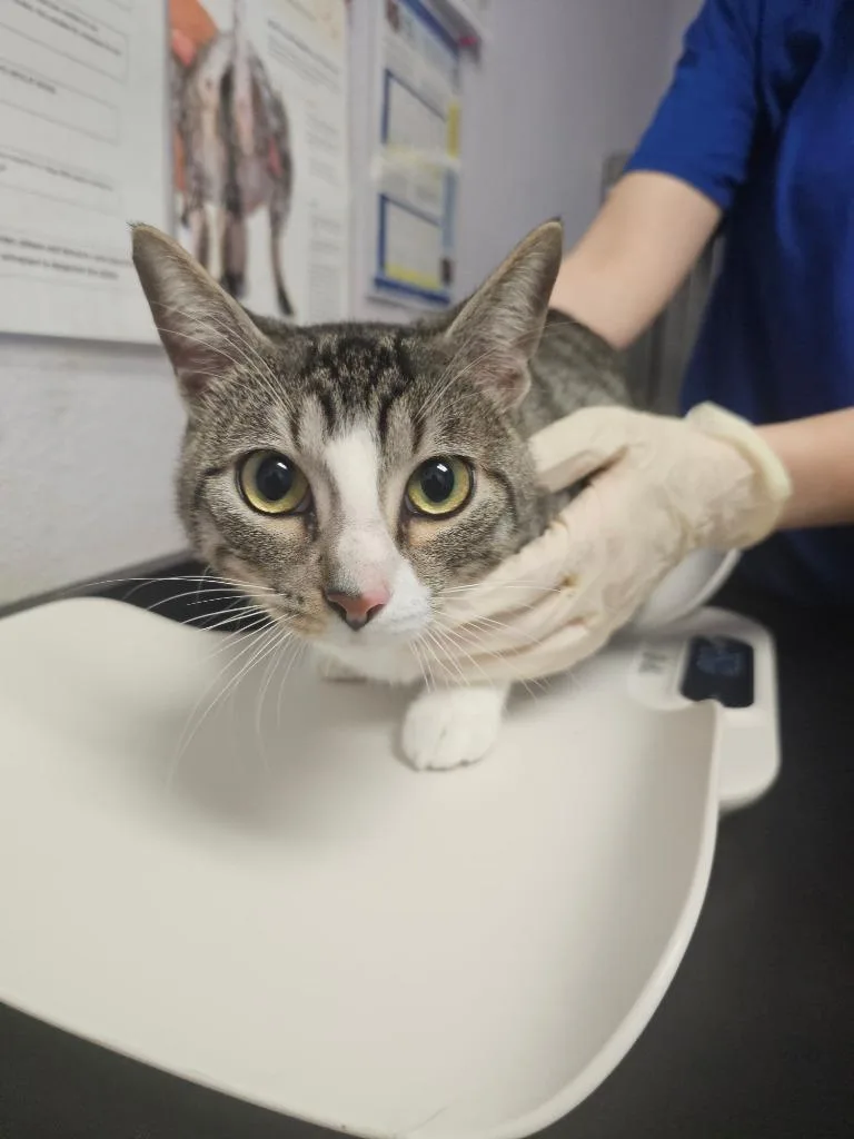 A young large-sized male Domestic Short Hair cat named Pickle for adoption in New Braunfels, TX