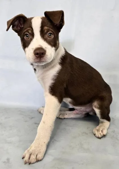 A baby medium-sized male Australian Shepherd dog named Flynn for adoption in Morton Grove, IL