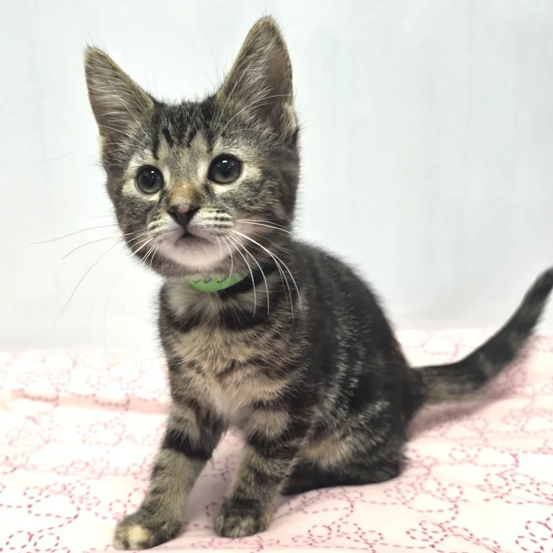 A baby small-sized female Brown / Chocolate Domestic Short Hair cat named Tigress for adoption in Fort Wayne, IN