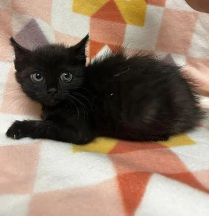 An adult small-sized female Domestic Short Hair cat named Princess Sweet Baby Girl for adoption in Spruce Pine, NC