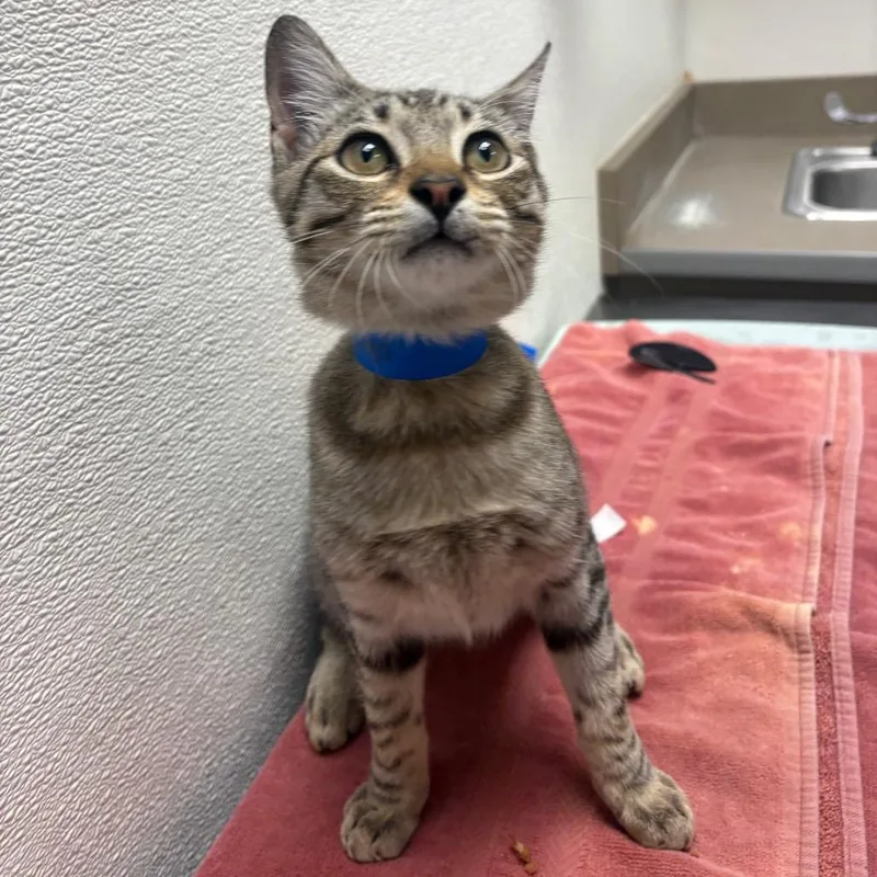 A young medium-sized male Black Domestic Short Hair cat named Stray Hold Mr. for adoption in Albuquerque, NM
