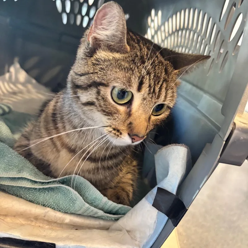 A young medium-sized female Brown / Chocolate Domestic Short Hair cat named Hannah for adoption in Allentown, PA
