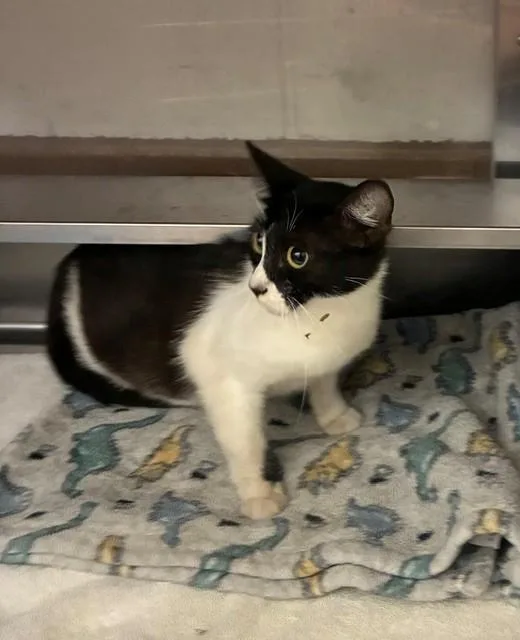 A young medium-sized female Domestic Short Hair cat named Millie for adoption in Chula Vista, CA