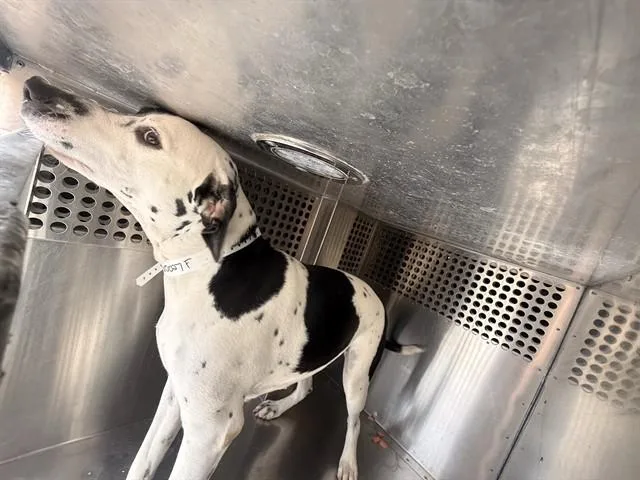 A young large-sized female Dalmatian dog named Phoebe for adoption in Mesa, AZ