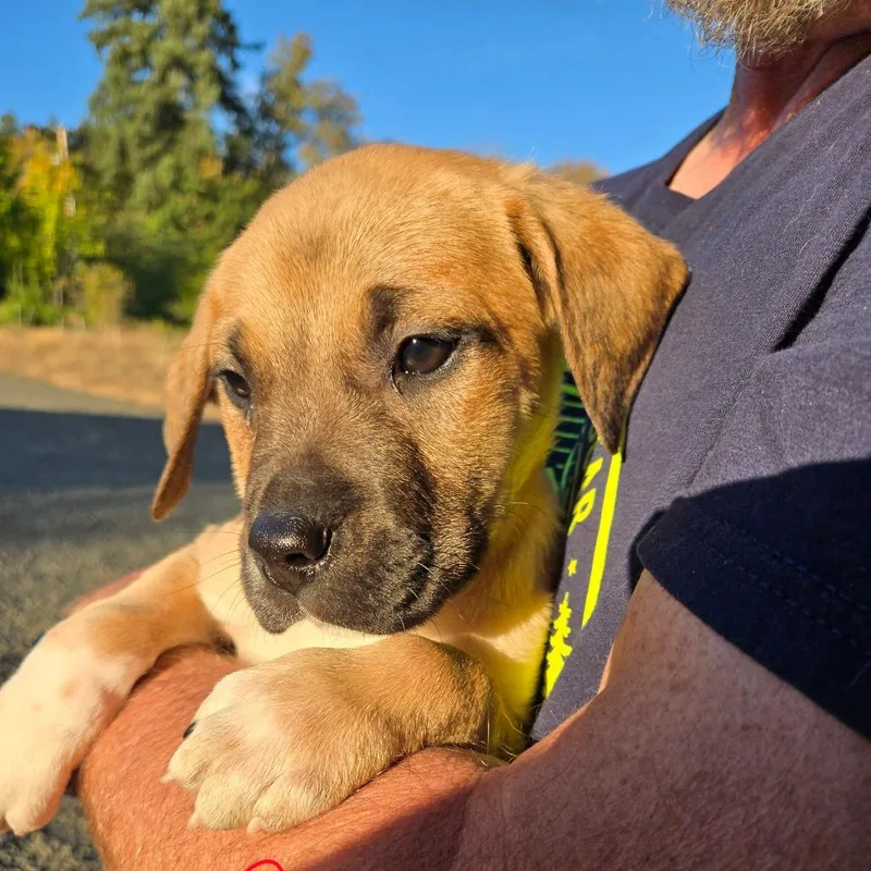 A baby medium-sized male Yellow / Tan / Blond / Fawn Mixed Breed dog named Torban for adoption in Oakville, WA