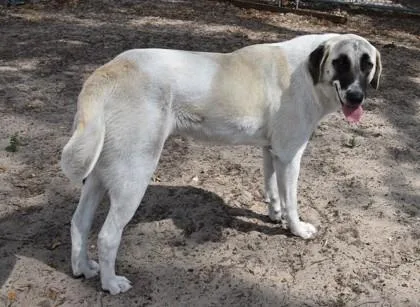 An adult extra large-sized female White / Cream Anatolian Shepherd dog named Precious for adoption in Inverness, FL