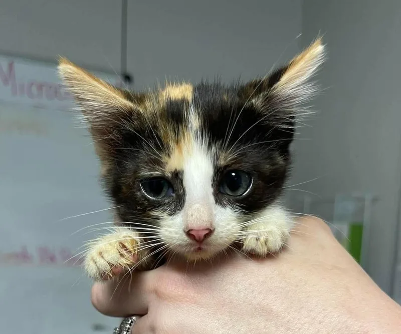 A baby medium-sized female Domestic Short Hair cat named Bee for adoption in Bolivar, MO