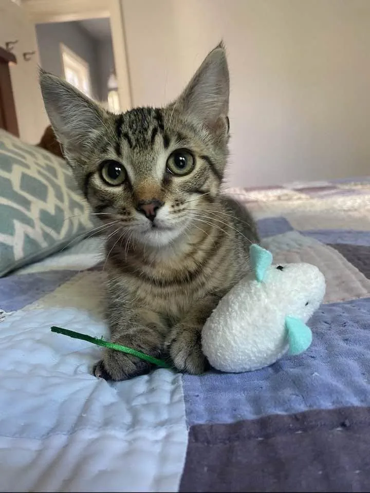 A baby medium-sized male Tabby (Brown / Chocolate) Domestic Short Hair cat named Dash for adoption in Cleveland, OH