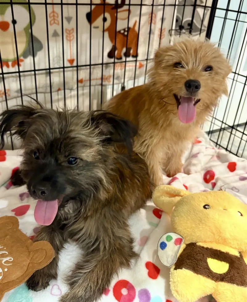 Toto & Toby thumbnail 5