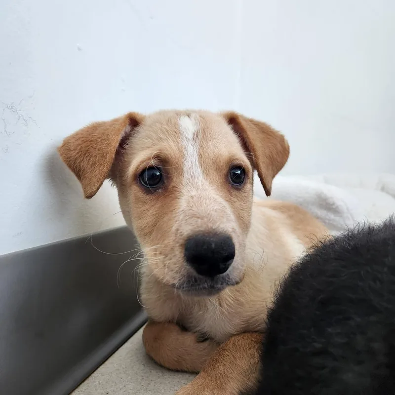 A baby medium-sized female Yellow / Tan / Blond / Fawn Rottweiler dog named George for adoption in Warwick, RI