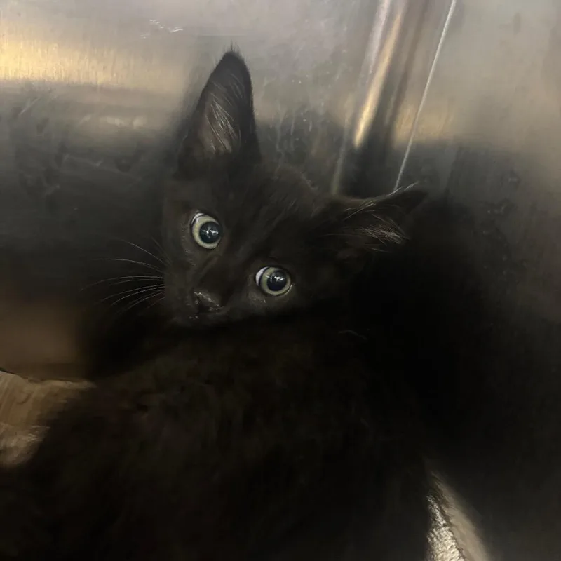 A baby small-sized male Black Domestic Short Hair cat named Lettuce for adoption in Parrish, AL