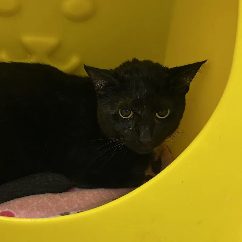 An adult large-sized male Black Domestic Short Hair cat named Logan for adoption in Oyster Bay, NY