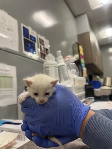 A baby small-sized male Domestic Short Hair cat named Otter for adoption in San Martin, CA
