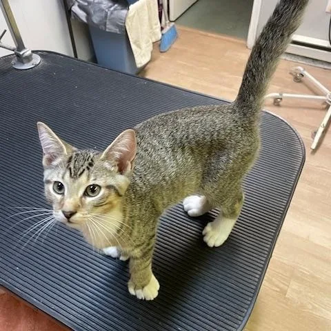 A baby medium-sized male Tabby (Gray / Blue / Silver) Domestic Short Hair cat named Henry for adoption in Kenhorst, PA