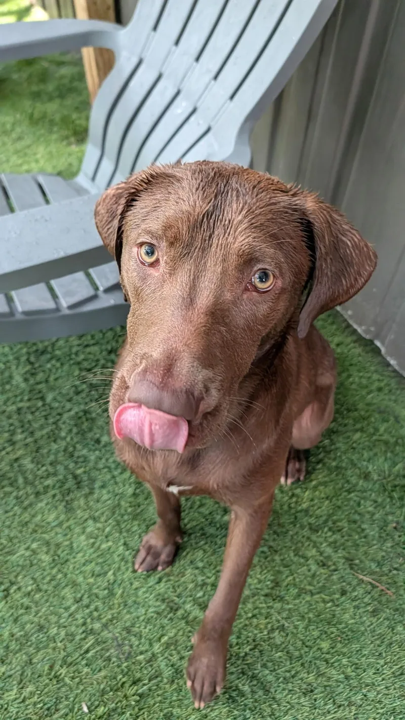 A young medium-sized male Chocolate Labrador Retriever dog named Felix for adoption in Hollis, NH