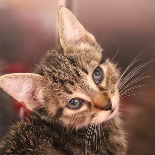 A baby small-sized male Domestic Short Hair cat named Pig for adoption in Sioux City, IA