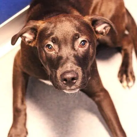 A young medium-sized male Black Pit Bull Terrier dog named 26-01410 for adoption in Fredericksburg, VA