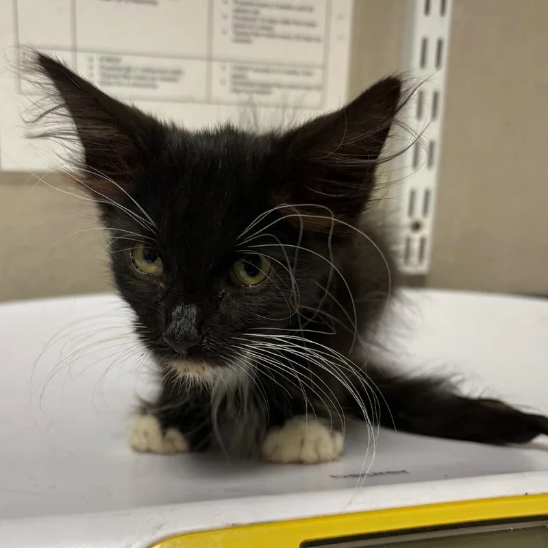 A baby small-sized male Black Domestic Long Hair cat named Gizmo for adoption in Yuma, AZ