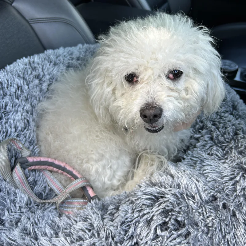 A young small-sized female White / Cream Miniature Poodle dog named Muffin for adoption in Murrieta, CA