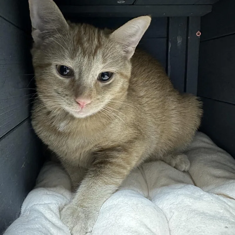 Sapphire thumbnail 2