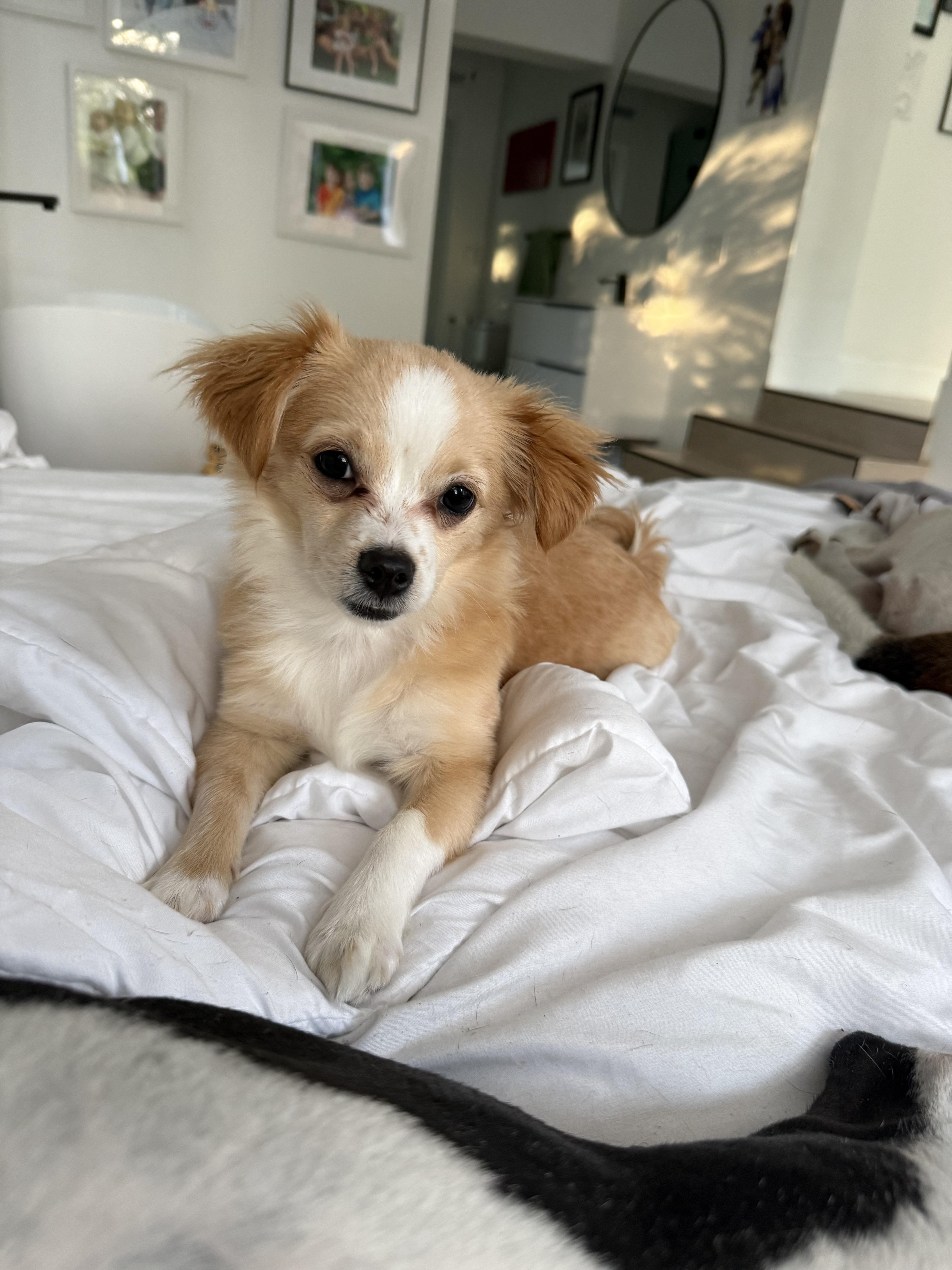 Bowie