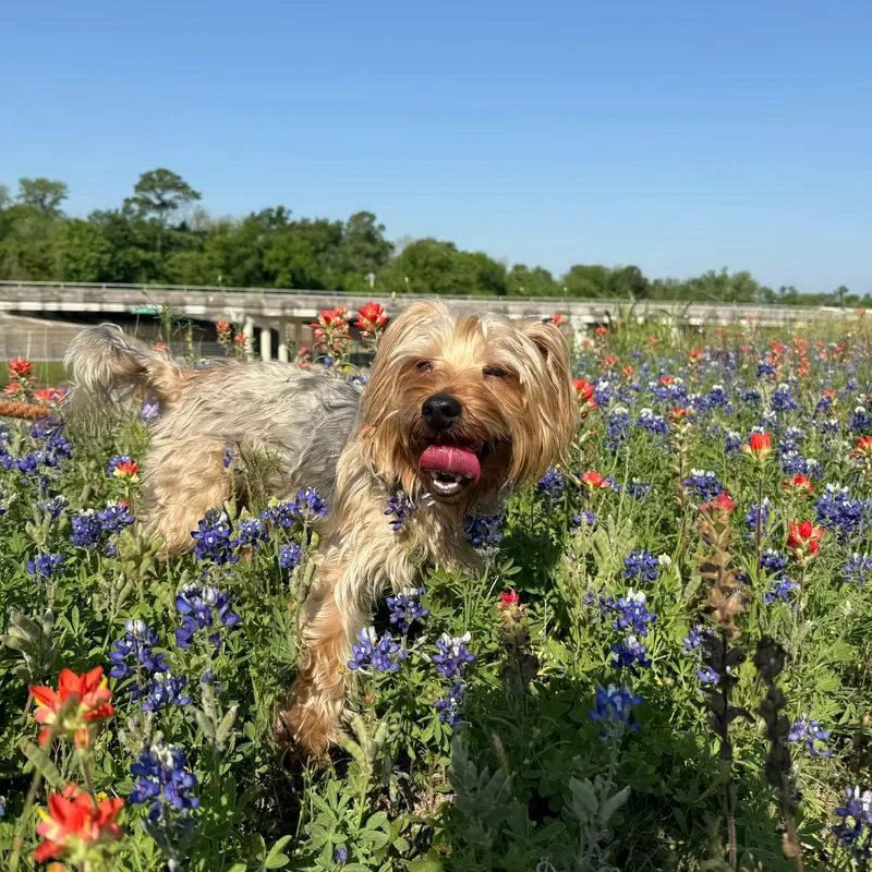 Lollipop thumbnail 2