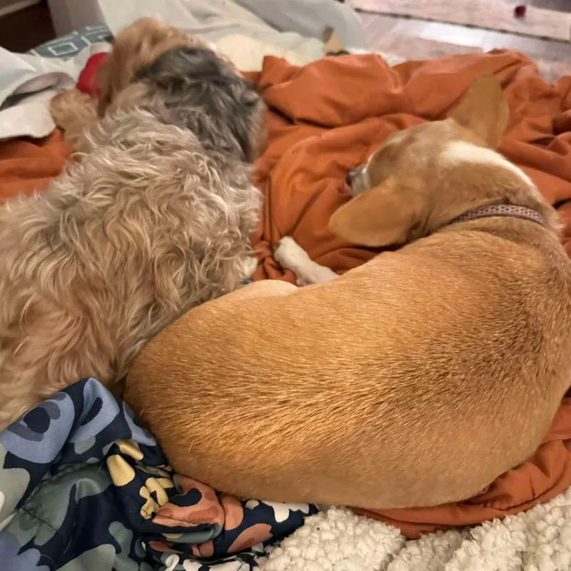 Lollipop thumbnail 3