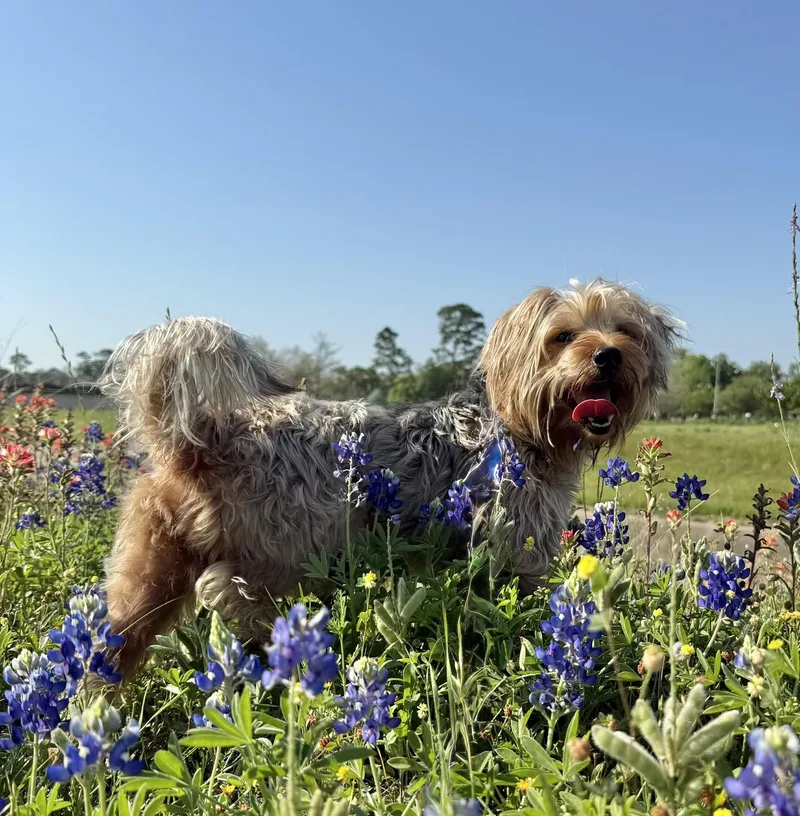 A young small-sized male Apricot / Beige Yorkshire Terrier dog named Lollipop for adoption in Humble, TX