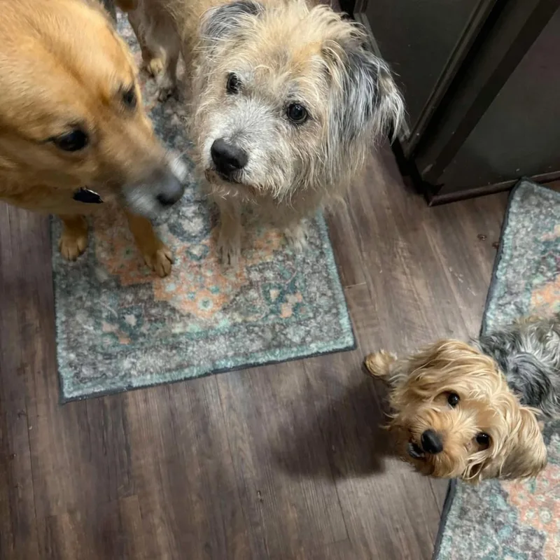 Lollipop thumbnail 5