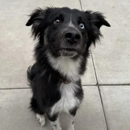 An adult medium-sized female Black Border Collie dog named Sky Blue for adoption in Tinley Park, IL