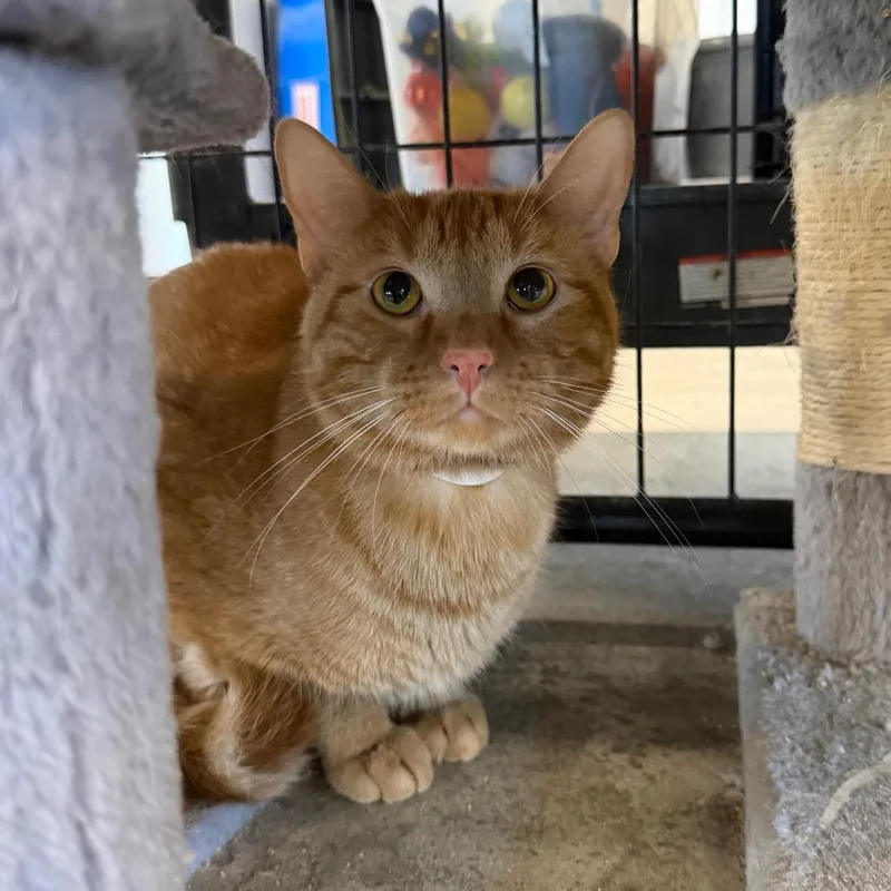An adult small-sized male Orange / Red Domestic Short Hair cat named Julius for adoption in Spanish Fork, UT
