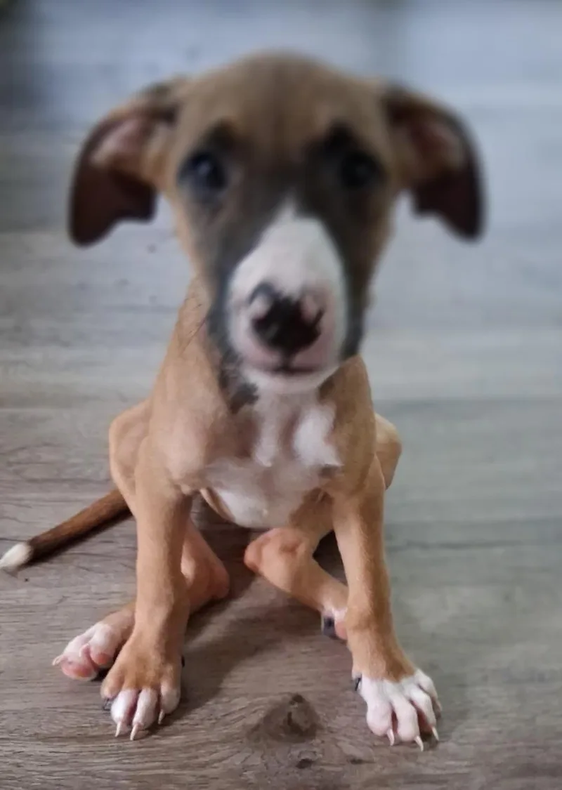 A baby medium-sized female White / Cream American Staffordshire Terrier dog named Luna for adoption in Colonial Heights, VA
