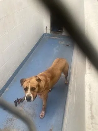 An adult medium-sized female American Bulldog dog named Freya for adoption in Gainesville, FL