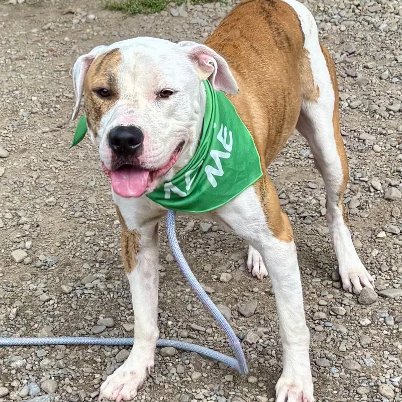 A young medium-sized male White / Cream Pit Bull Terrier dog named Chowder for adoption in Buffalo, NY