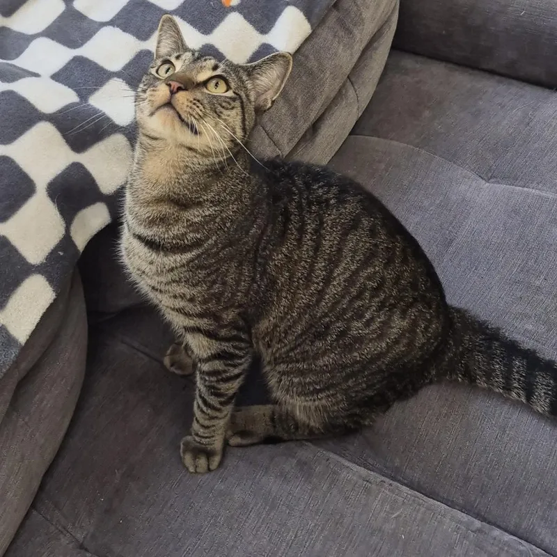 Lloyd Christmas thumbnail 2