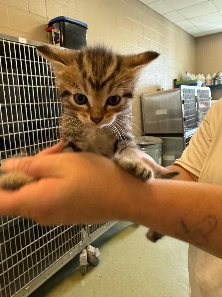 A young small-sized male Domestic Short Hair cat named Jax for adoption in Gallatin, TN