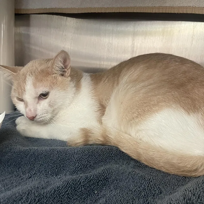 An adult medium-sized male Orange / Red Domestic Short Hair cat named Beaches for adoption in Philadelphia, PA