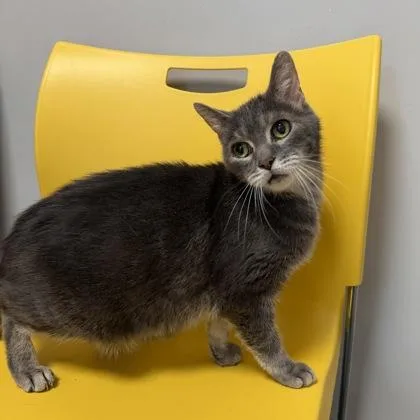 An adult small-sized male Domestic Short Hair cat named Guts for adoption in Janesville, WI