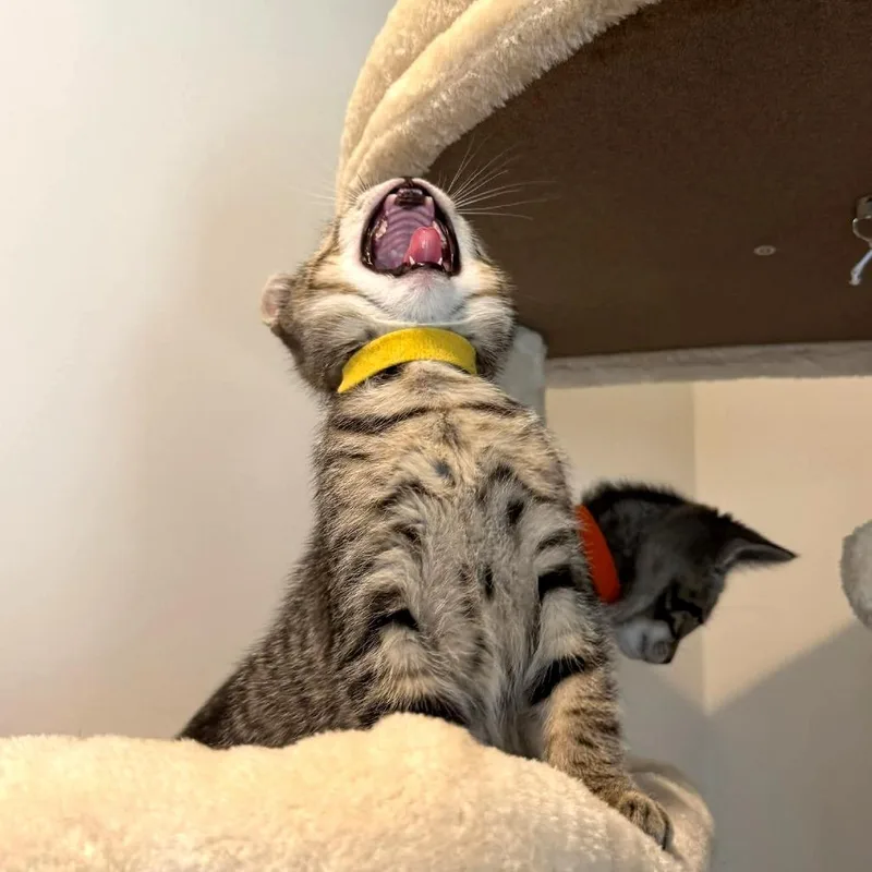 A baby small-sized male Domestic Short Hair cat named Bartlett for adoption in Cumming, GA