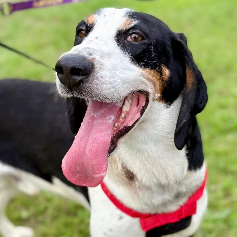 A young medium-sized male Black Hound dog named Bronco for adoption in Marshall, TX