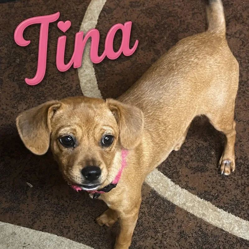 A young small-sized female Chihuahua dog named Tina for adoption in Coldwater, MI