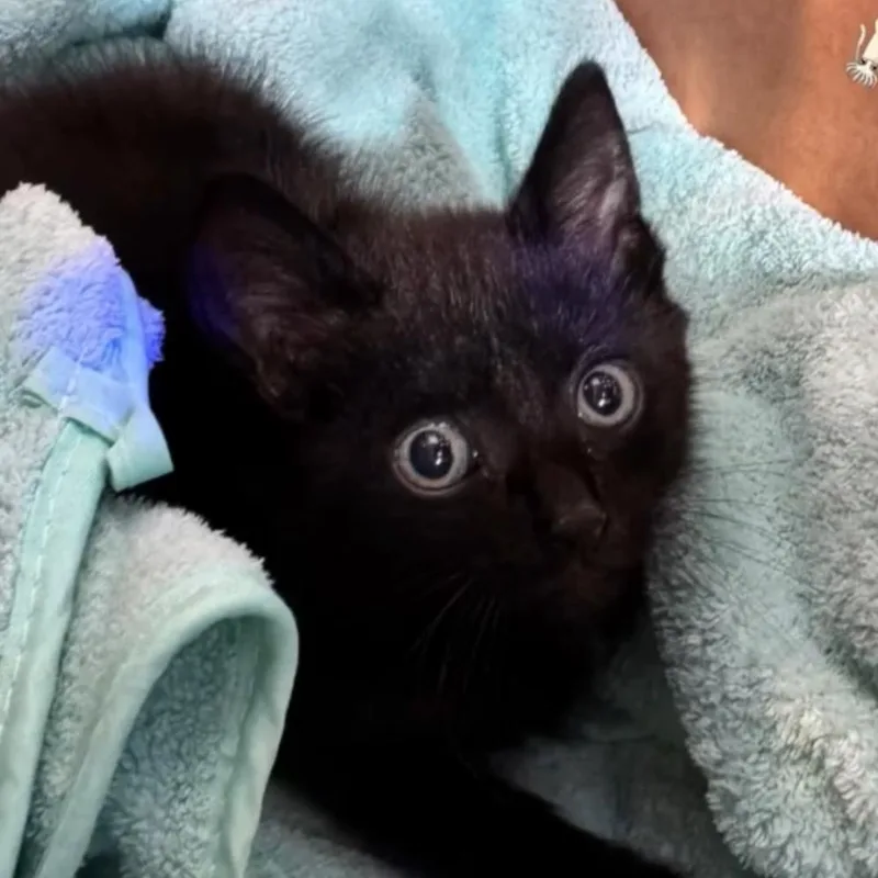 A baby small-sized male Black Domestic Short Hair cat named Squid for adoption in Orlando, FL