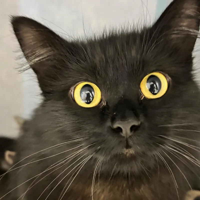 A young medium-sized female Black Domestic Long Hair cat named Sammi for adoption in Commerce City, CO