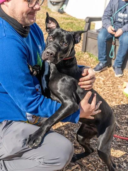 An adult large-sized female Mixed Breed dog named Anya for adoption in Chamblee, GA