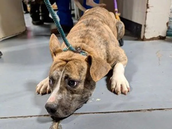 An adult large-sized female Pit Bull Terrier dog named d Pixy for adoption in Dallas, GA