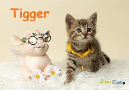 A baby small-sized male Domestic Short Hair cat named Tigger for adoption in Fairhope, AL