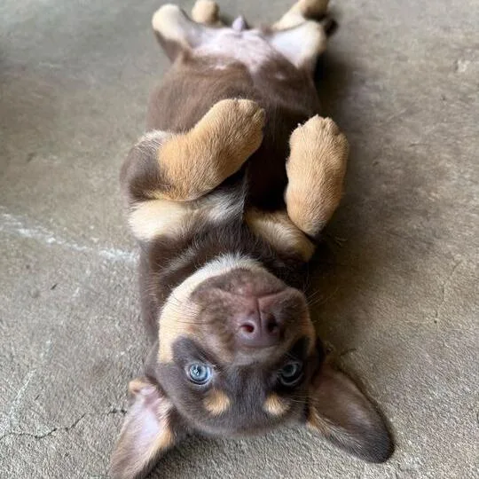 A baby small-sized female Brown / Chocolate Labrador Retriever dog named Bullseye for adoption in Carencro, LA