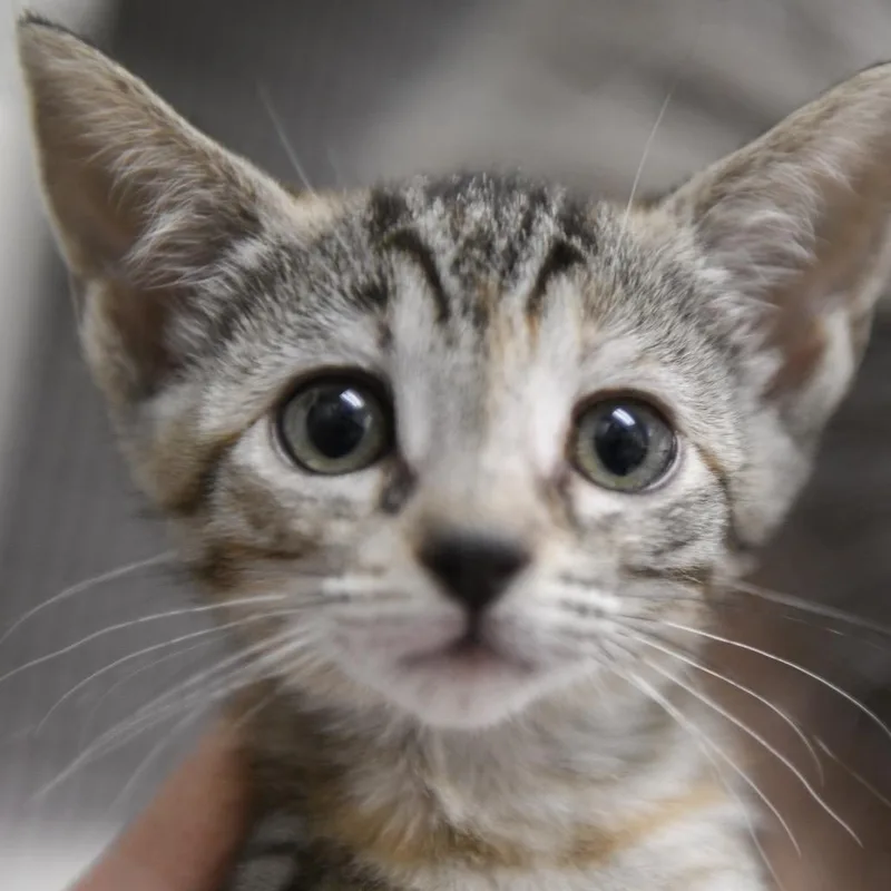A baby small-sized female Torbie Domestic Short Hair cat named Tabicola for adoption in Redwood City, CA